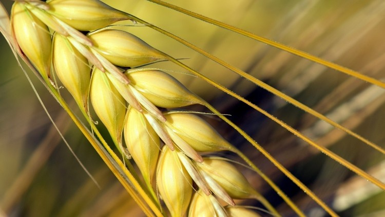 Barley boost: First new complex carbohydrate for 30 years could have cosmetics applications