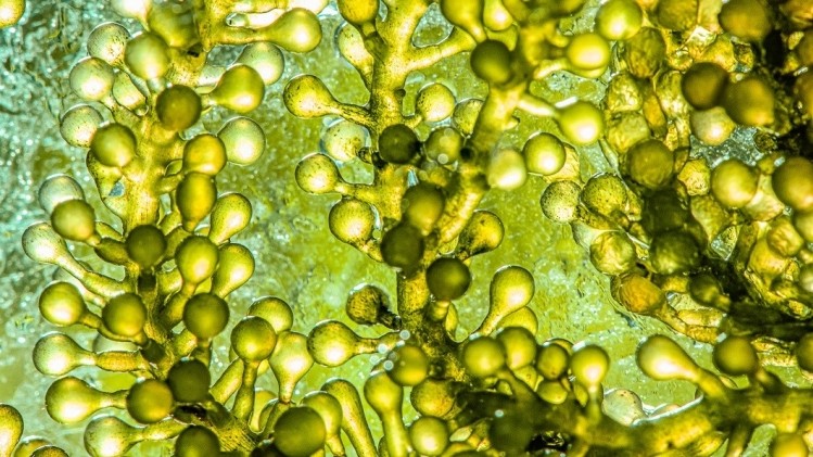 Protective cocoon: Expanscience takes on sensitive skin with new microalgae active
