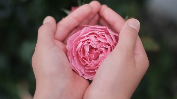 A group of researchers from South Korea have cultivated calluses from rose petals as an alternative source of rose fragrances. [Getty Images]