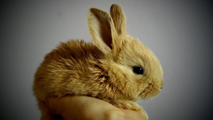 It’s official: Australian Government passes bill to end animal testing for cosmetics