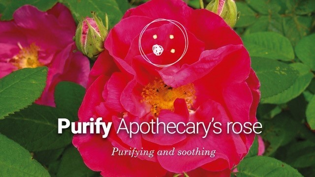 Apothecary’s rose cells for a balancing and detox effect