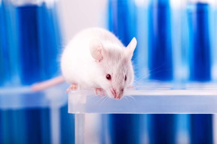 Animal testing on cosmetic products and cosmetic ingredients has been banned in the EU since 2013 (Getty Images)