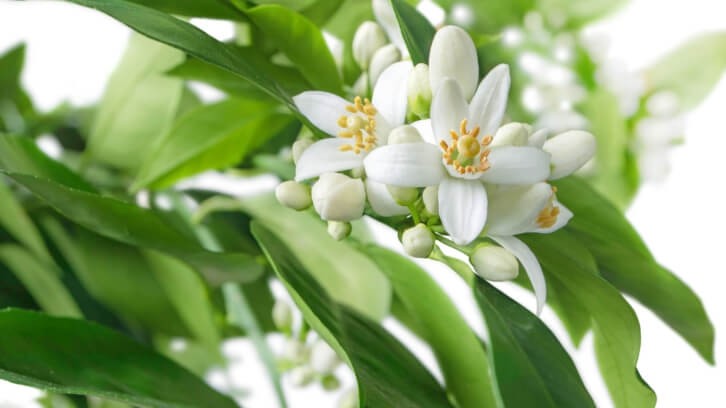 Supply of neroli oil, an essential oil produced from the blossom of the bitter orange tree, from Morocco was recently hit by rain during the middle of the harvest.   Image © photohampster / Getty Images