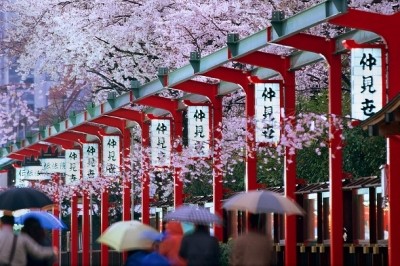 Japan's 'cherry blossom' season reels in Chinese shoppers