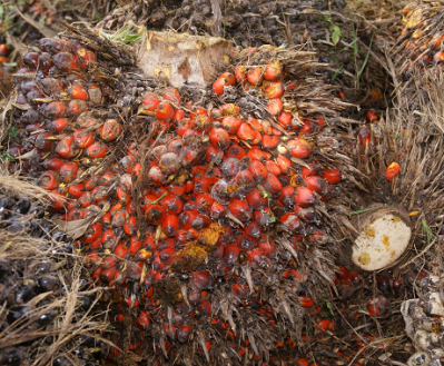 Shiseido commits to 100% RSPO-certified palm oil in 2013