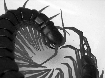 Scientific breakthrough leads to skin care line made from centipede poop