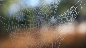 Synthetic spider silk research to benefit cosmetics