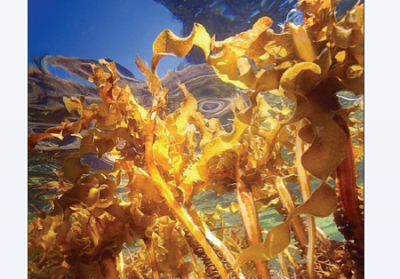 The power of seaweed! Marinova's marine based skin care 'breaks new ground'
