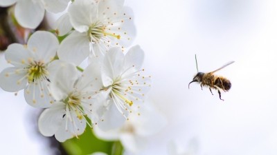 Australia has at least seven Leptospermum species that produce medicinal-grade honey. ©GettyImages