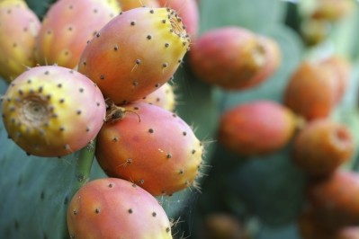 Antioxidant and antibacterial properties found in prickly pear extracts, making them suitable as ingredients for skin care formulations. © Getty Images 
