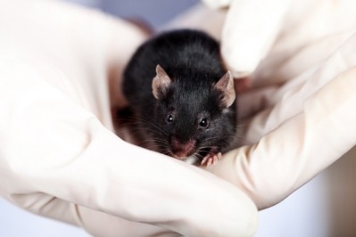 Global ban on animal testing: where are we in 2019?