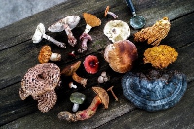 A Portuguese study has singled out two wild mushroom species as a new potential source of natural compounds with applications in the cosmetic industry.