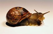 Snail cream demand booms, with products 'selling every 6 seconds'