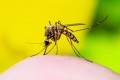 Buzzing research: Kao develops new mosquito repellent technology using silicone oil