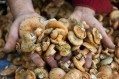 Fantastical fungi: Food start-up pushing mushroom mycelium as natural and sustainable ingredient for cosmetics