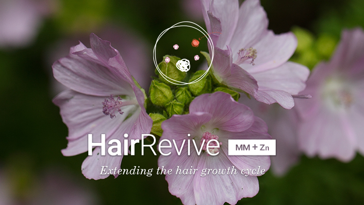 HairRevive [MM+Zn], a powerful solution combating hair aging thanks to Musk Mallow and Zinc